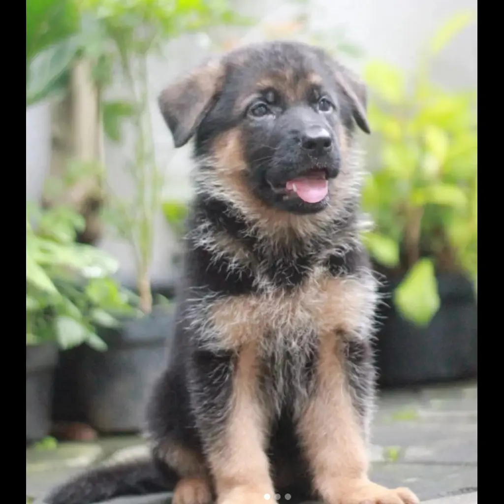 jual-anjing-herder-female-althea-H42JXF8FN5