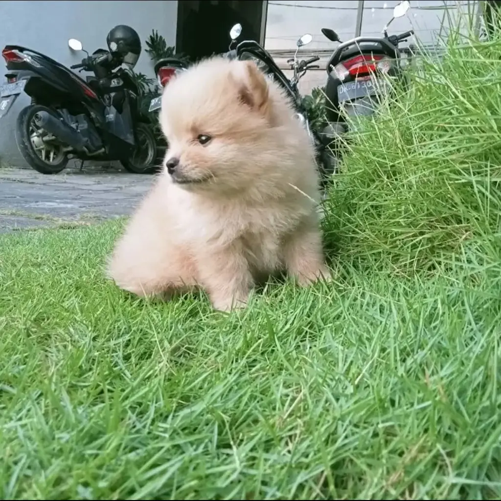 jual-anjing-minipom-jantan-0SHAINWWY5