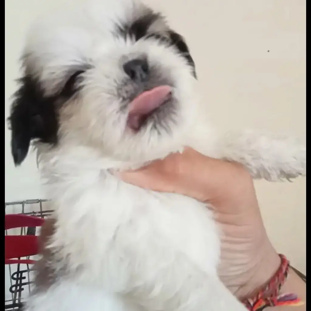 jual-shihtzu-pure-1-bln-DQYJAAOZXX