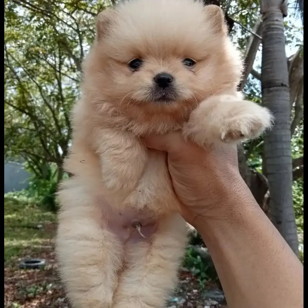 jual-minipom-jantan-GUKEPMJK1K
