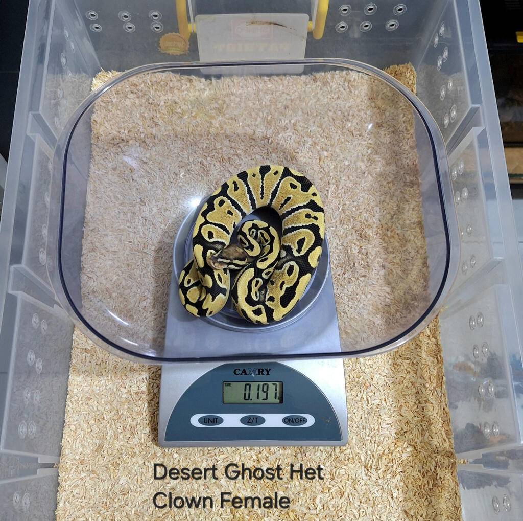 desert-ghost-het-clown-female-BFN1QNX3RQ
