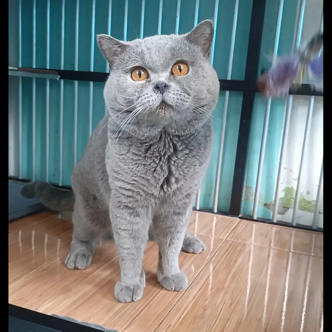 kucing-british-shorthair-2C3W8V3JA0