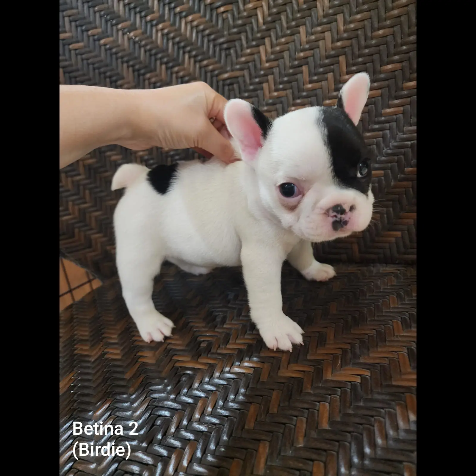 jual-french-bulldogfrenchie-good-quality-JJLI3C6LWD