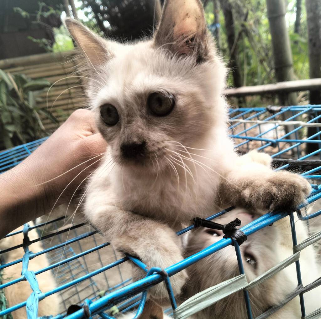 persian-kitten-QAF0I3WPHL