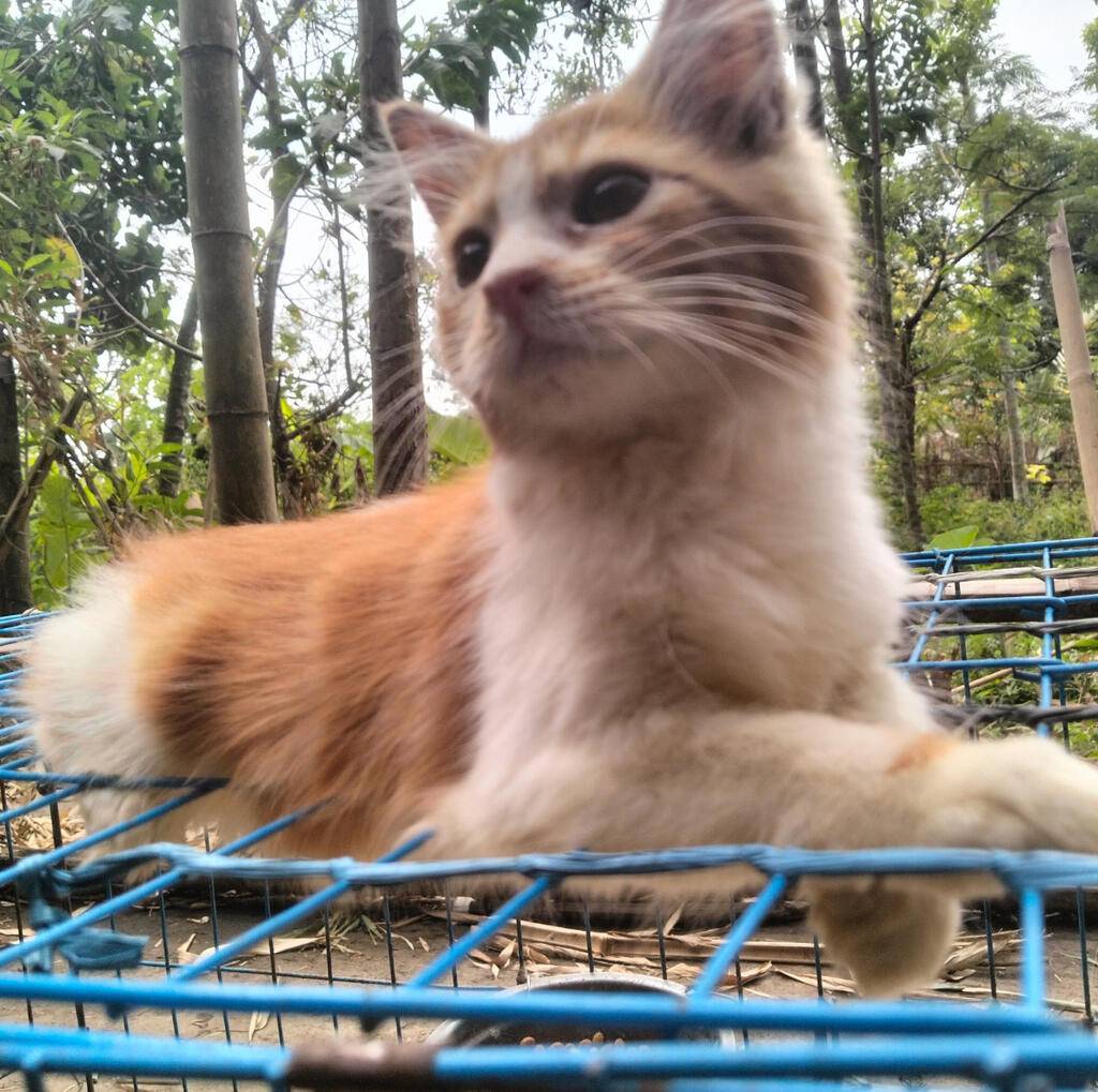 persian-mix-68YUO9Y2AL