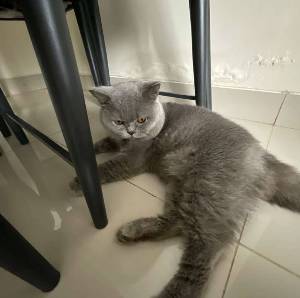 kucing-bsh-male-GP2TGIR4DD