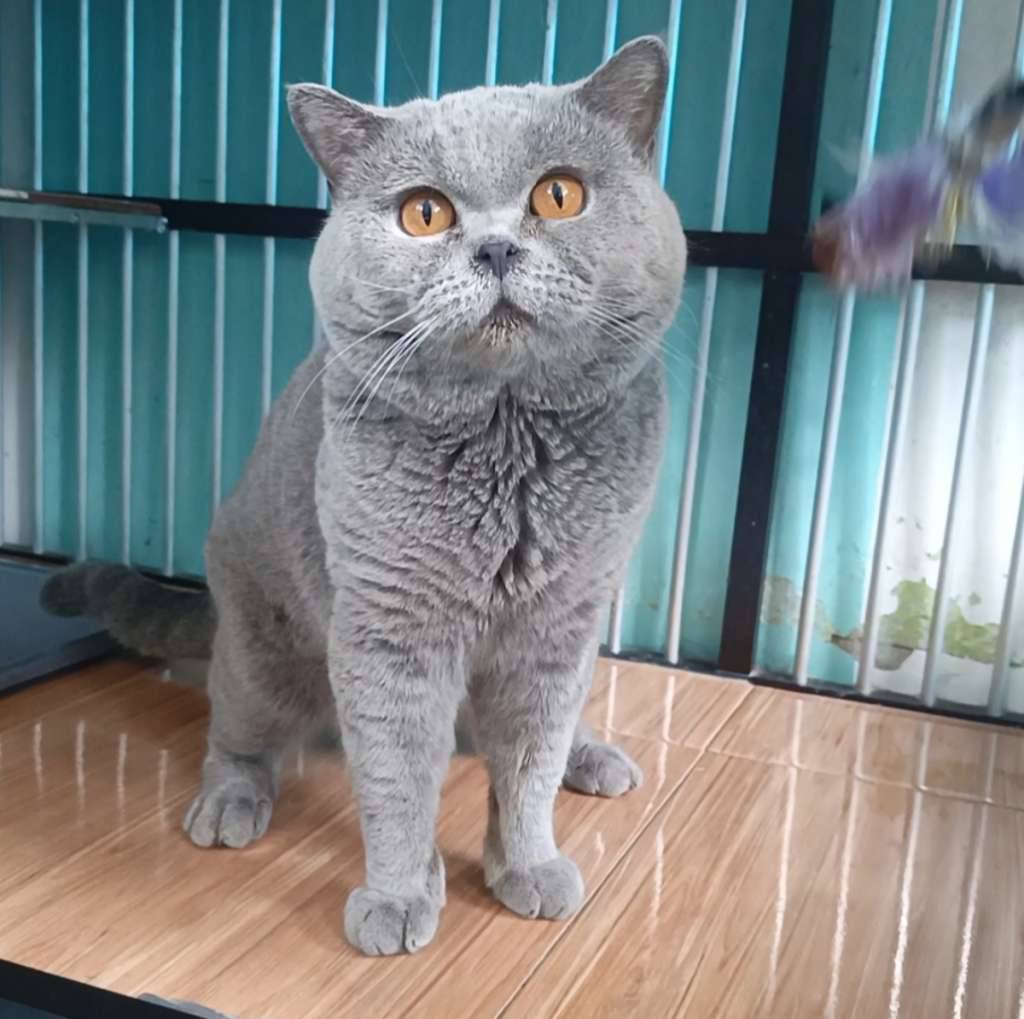 kucing-british-shorthair-bsh-ECWJY0XAHP