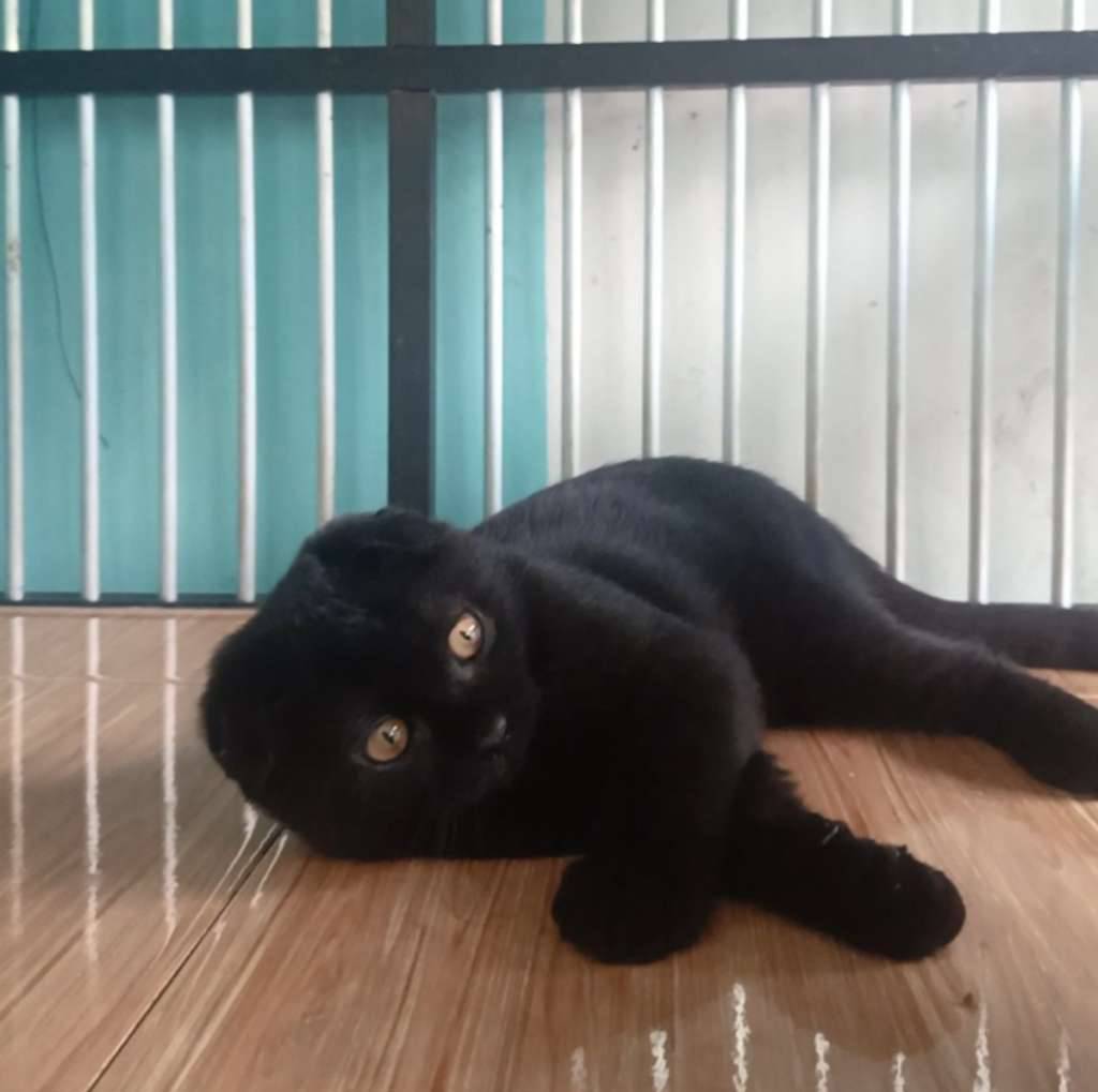 kucing-scottish-fold-PT9B7TLWQY