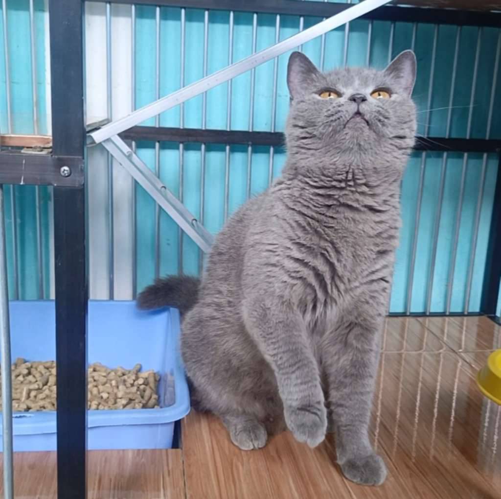 kucing-british-shorthair-bsh-LILV224QJG