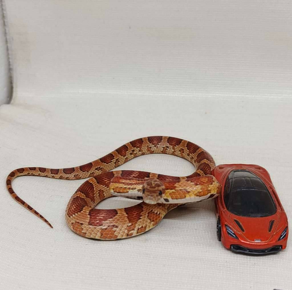 cs-corn-snake-normal-het-snow-8C9ZDWETED