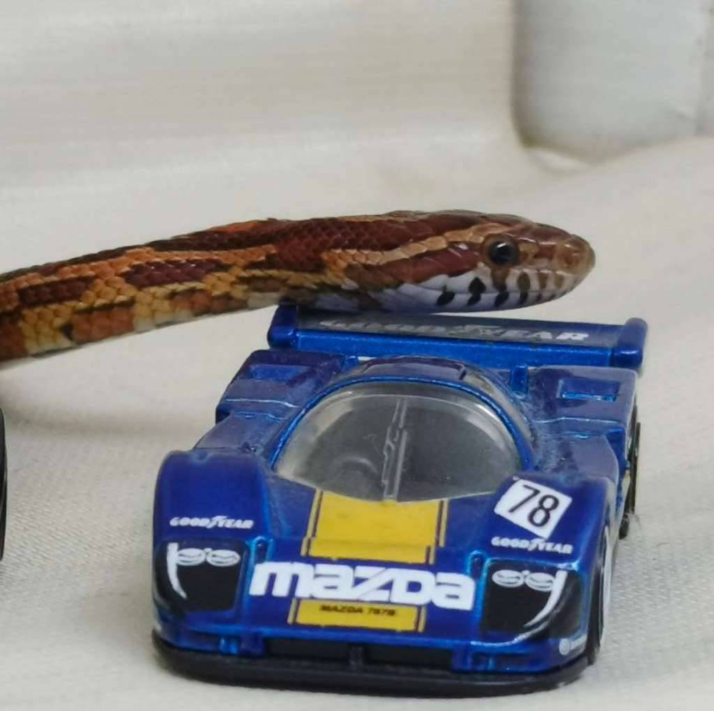 cs-corn-snake-normal-het-snow-motley-P0D0EICZZP