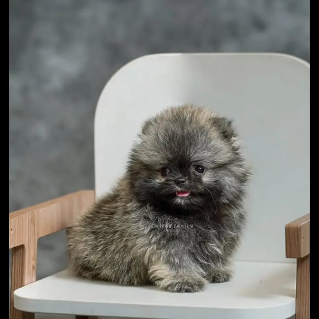 jual-pomeranian-mr-galaxy-0TM94ORB84