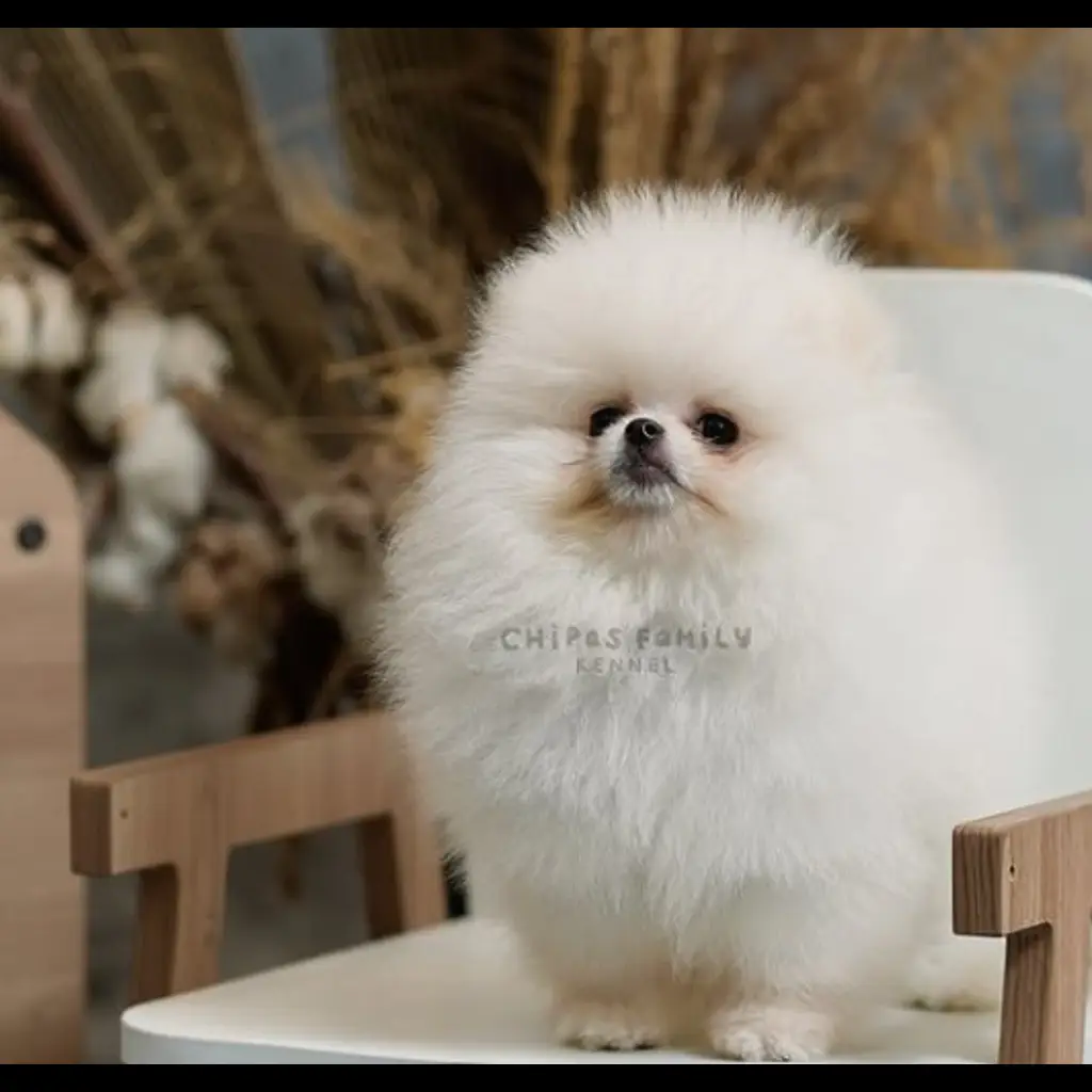 jual-pomeranian-mr-blanco-SAVC79QRZI