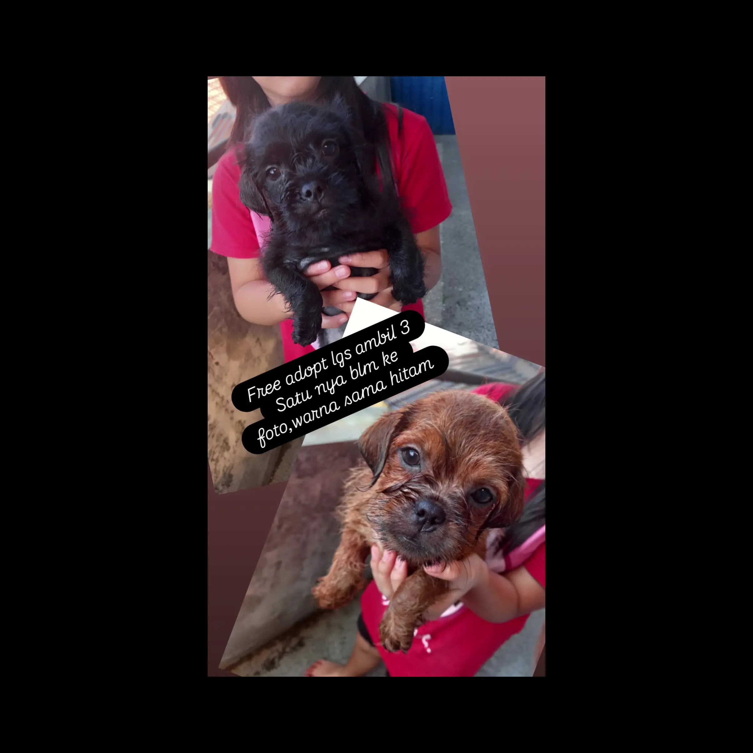 free-adopt-anjing-poodle-mix-pug-M2ES3DNIGZ