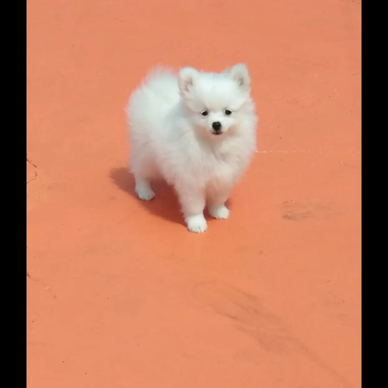 minipom-non-stb-J3IVD2S8YN