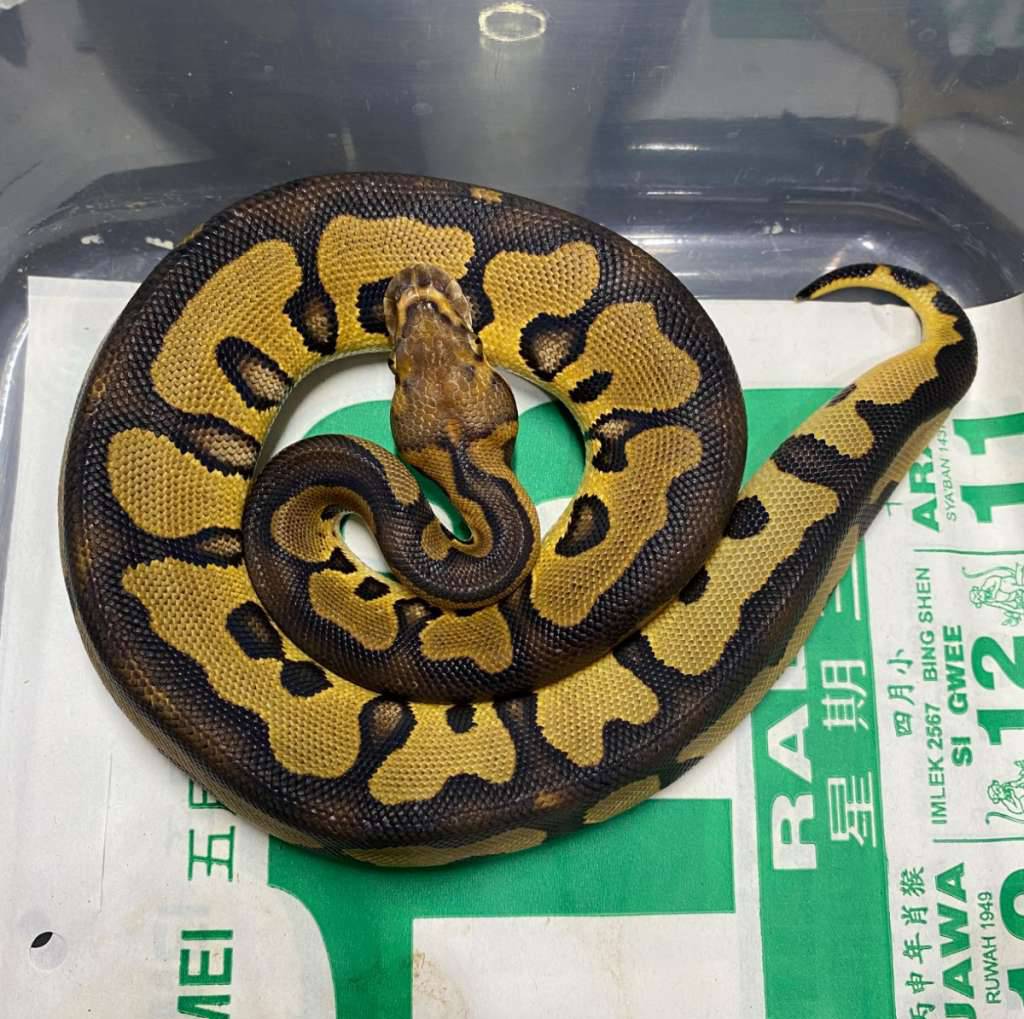 ghi-leopard-clown-R2I468H0AB
