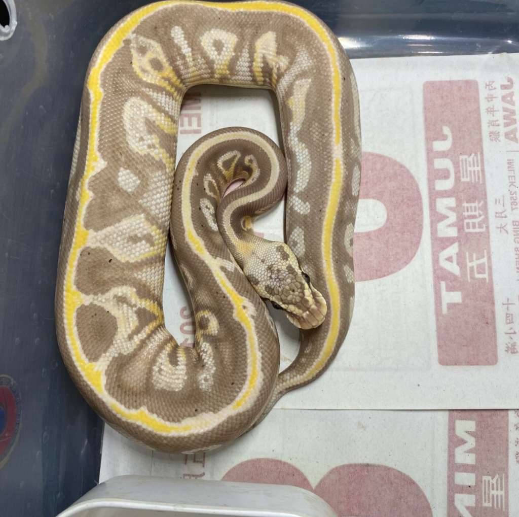 banana-blackhead-leopard-ybgravel-ph-clown-IWA68G271Y