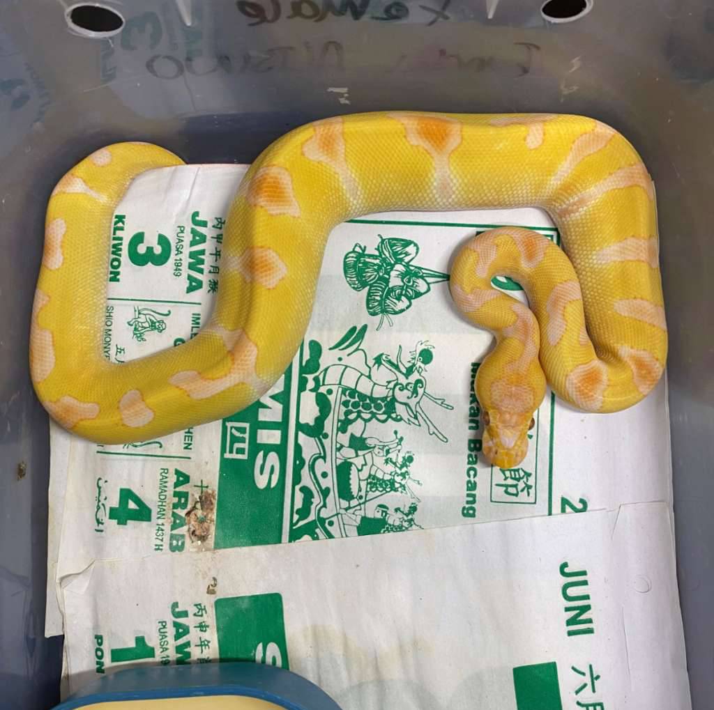 enchi-lavender-clown-17J7T3UWSC