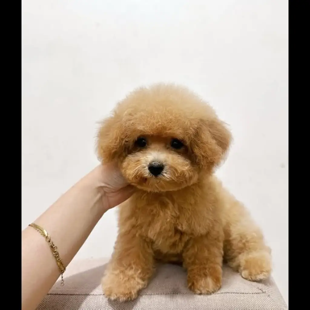 jual-apricot-toy-poodle-female-Y7K063BYF8