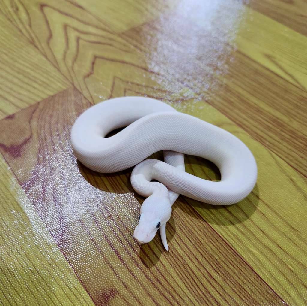 super-fire-ball-python-KNB0XFIW1J
