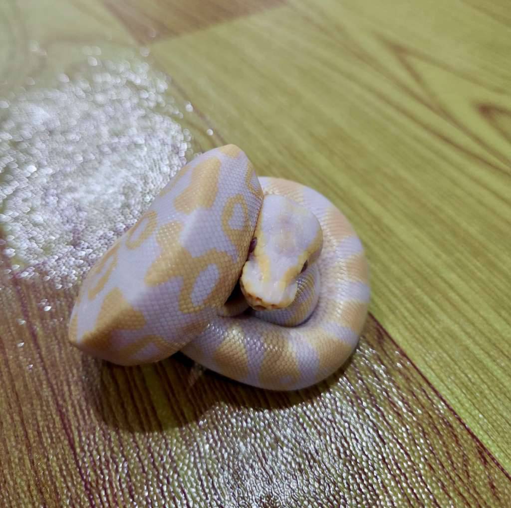 pastel-lavender-ball-python-89IXL8WHHO