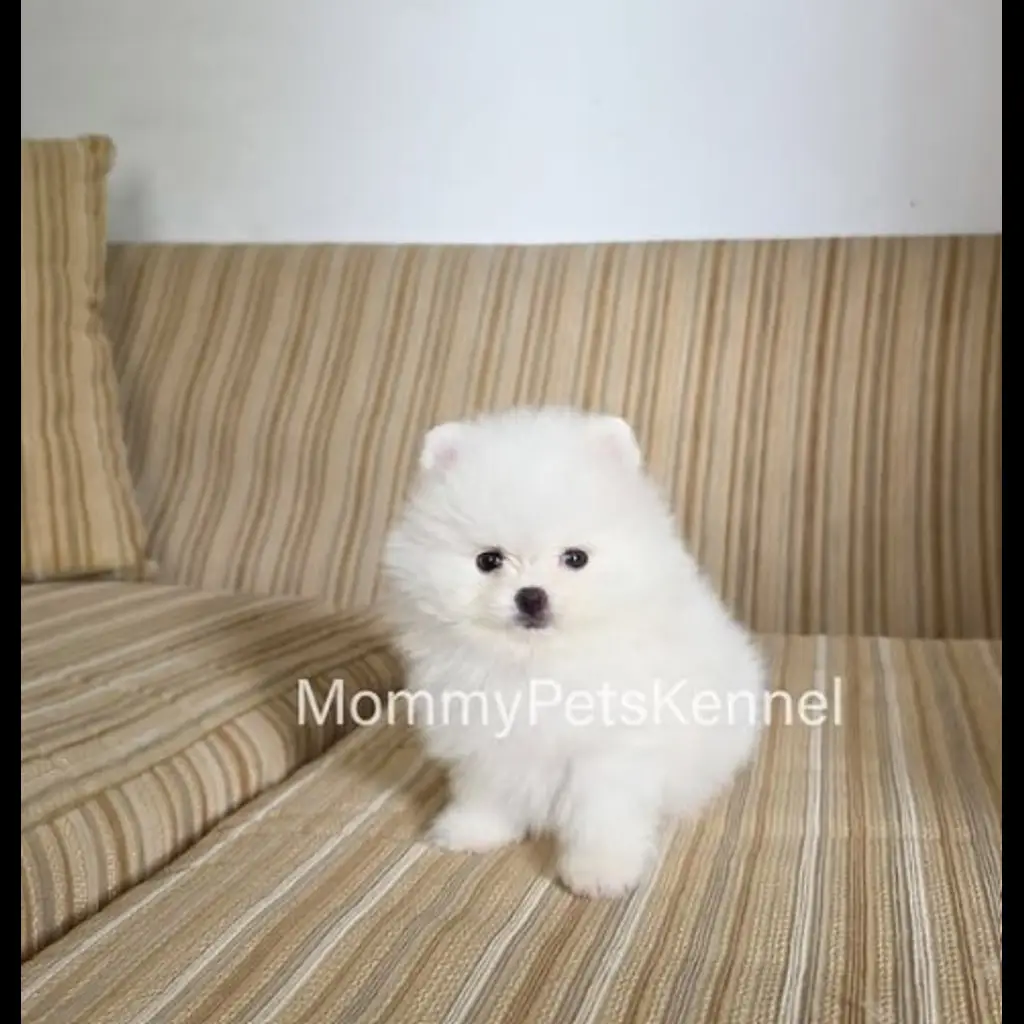 jual-pomeranian-warna-snow-white-FKDUCGGZZS