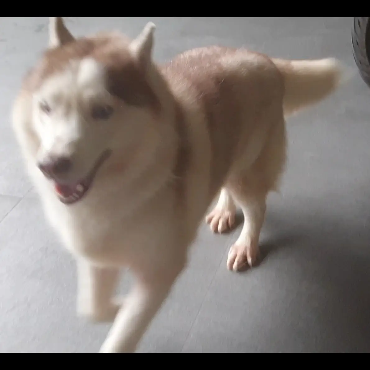 adopsi-husky-betina-SHRSUXIA2D