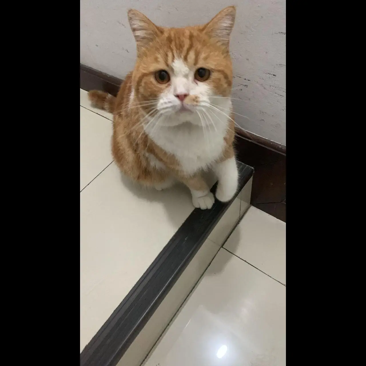 open-adopsi-kucing-jantan-non-ped-lokasi-ancolsunter-DFRF4ZROL6