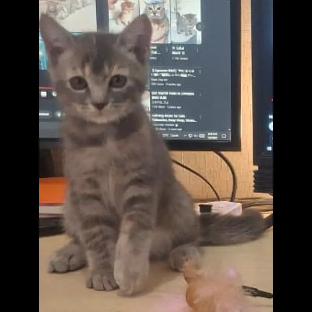 open-adopsi-kucing-betina-non-ped-lokasi-ancolsunter-BD09HVYYH7