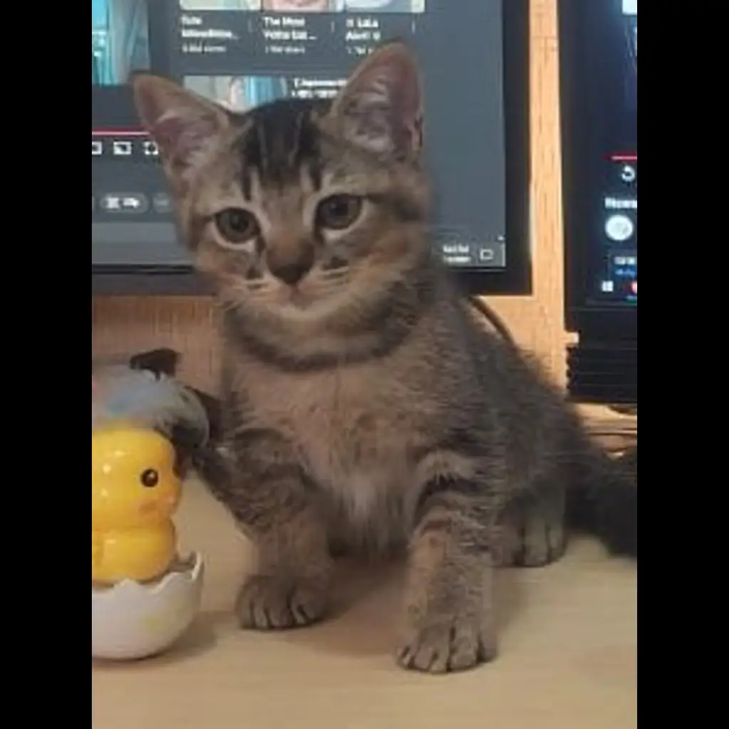 open-adopsi-kucing-jantan-non-ped-lokasi-ancolsunter-Z1VI1GVMN4