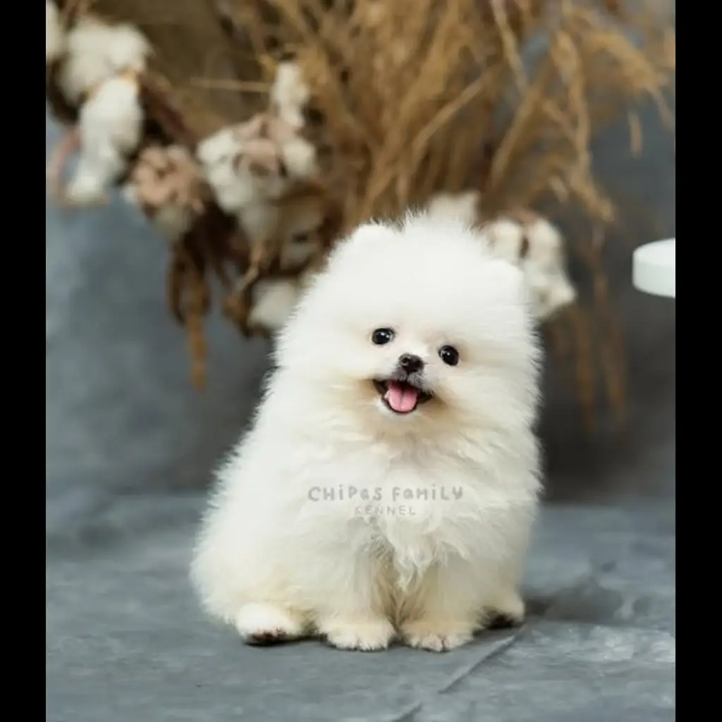 jual-anjing-pom-ms-greta-GUIUTGH86C