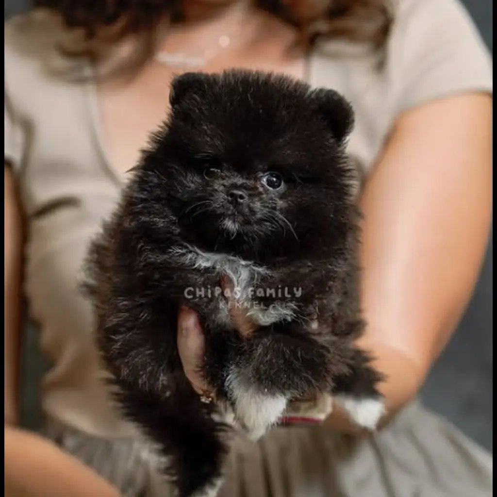 jual-anjing-pom-hitam-mr-falcon-WXP2VG5R7V