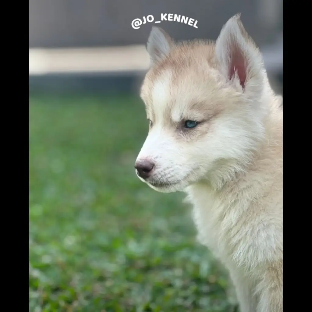 jual-siberian-husky-15-bln--7MITZKBPGK