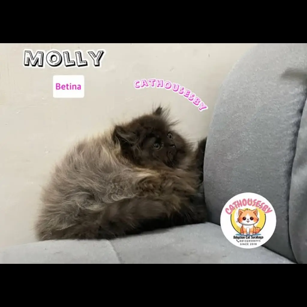 jual-kitten-mix-ragdoll-black-smoke-Z6G66W6T9Z