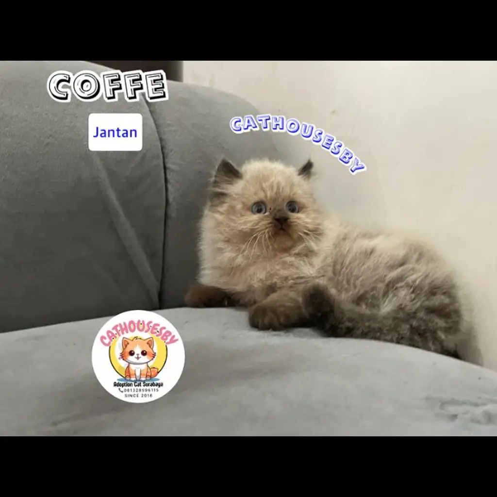 jual-kitten-ragdoll-sealmitted-blue-eyes-SFTFZEAIVH