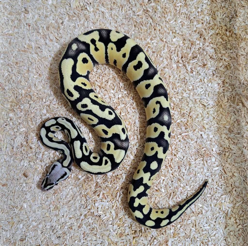 pastel-desert-ghost-het-clown-female-NH43BRKJPW