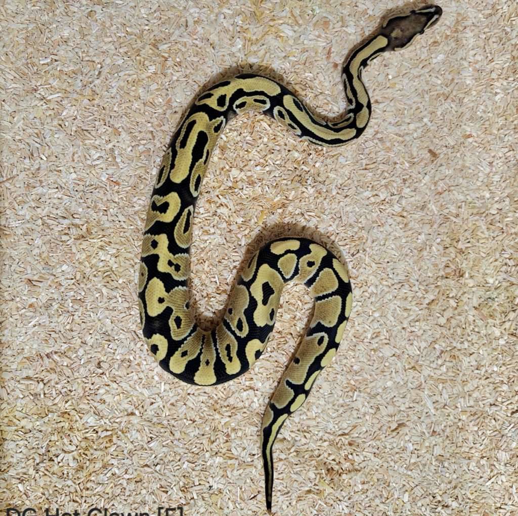 desert-ghost-het-clown-female-MNWR3J16LB
