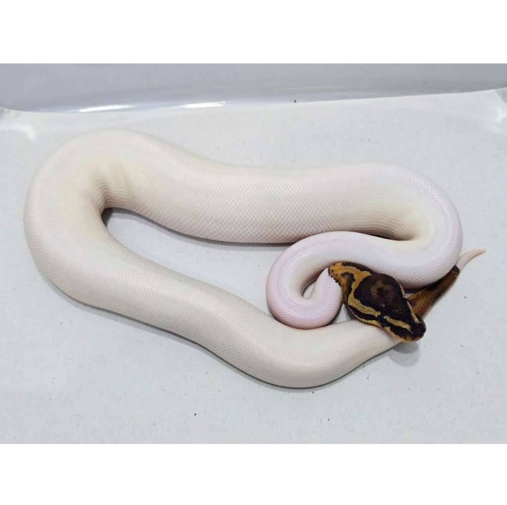 piebald-pied-hi-white-N5PZ59OGI1