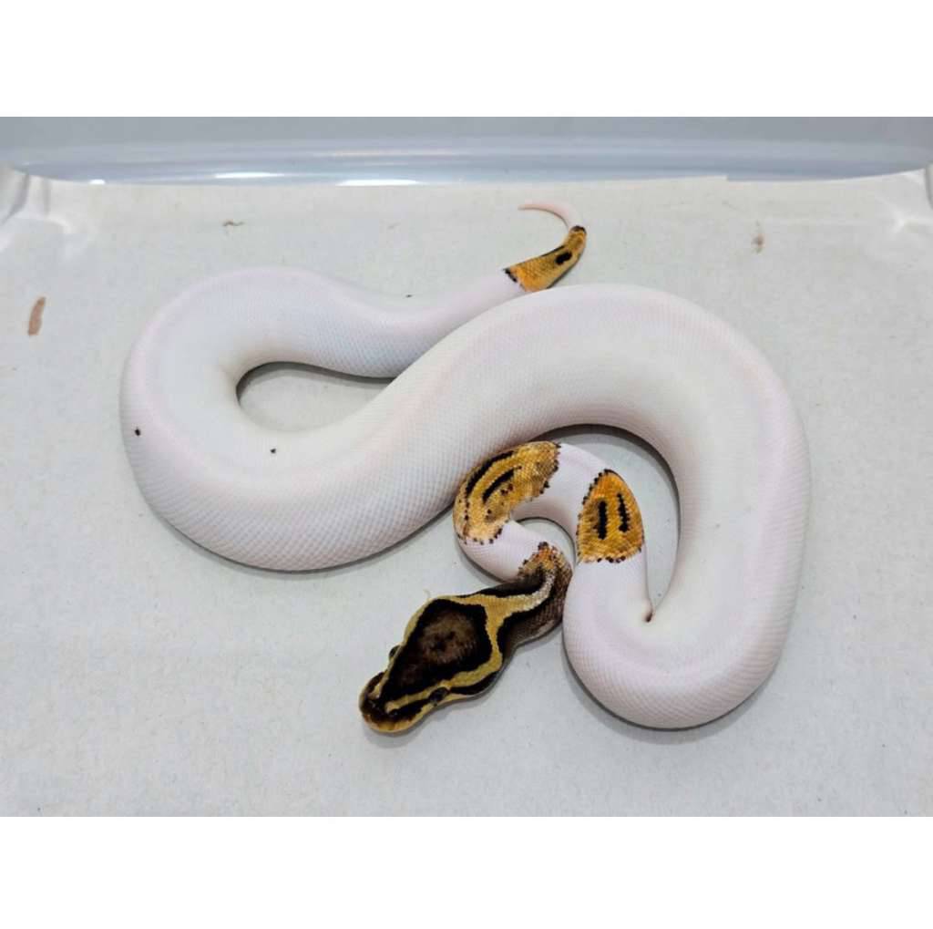 pastel-piebald-pied-hi-white-OQYT24DG78