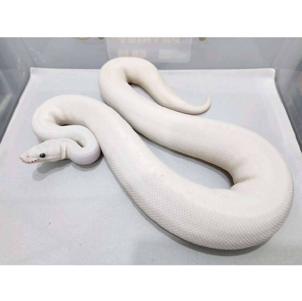 leucistic-blue-eyed-lucy-female-N7JUGF4DCK
