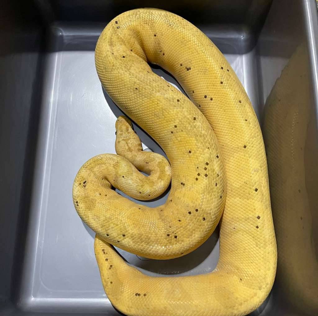 banana-leopard-enchi-pastel-proven-breeder-VH4BY6S1X7
