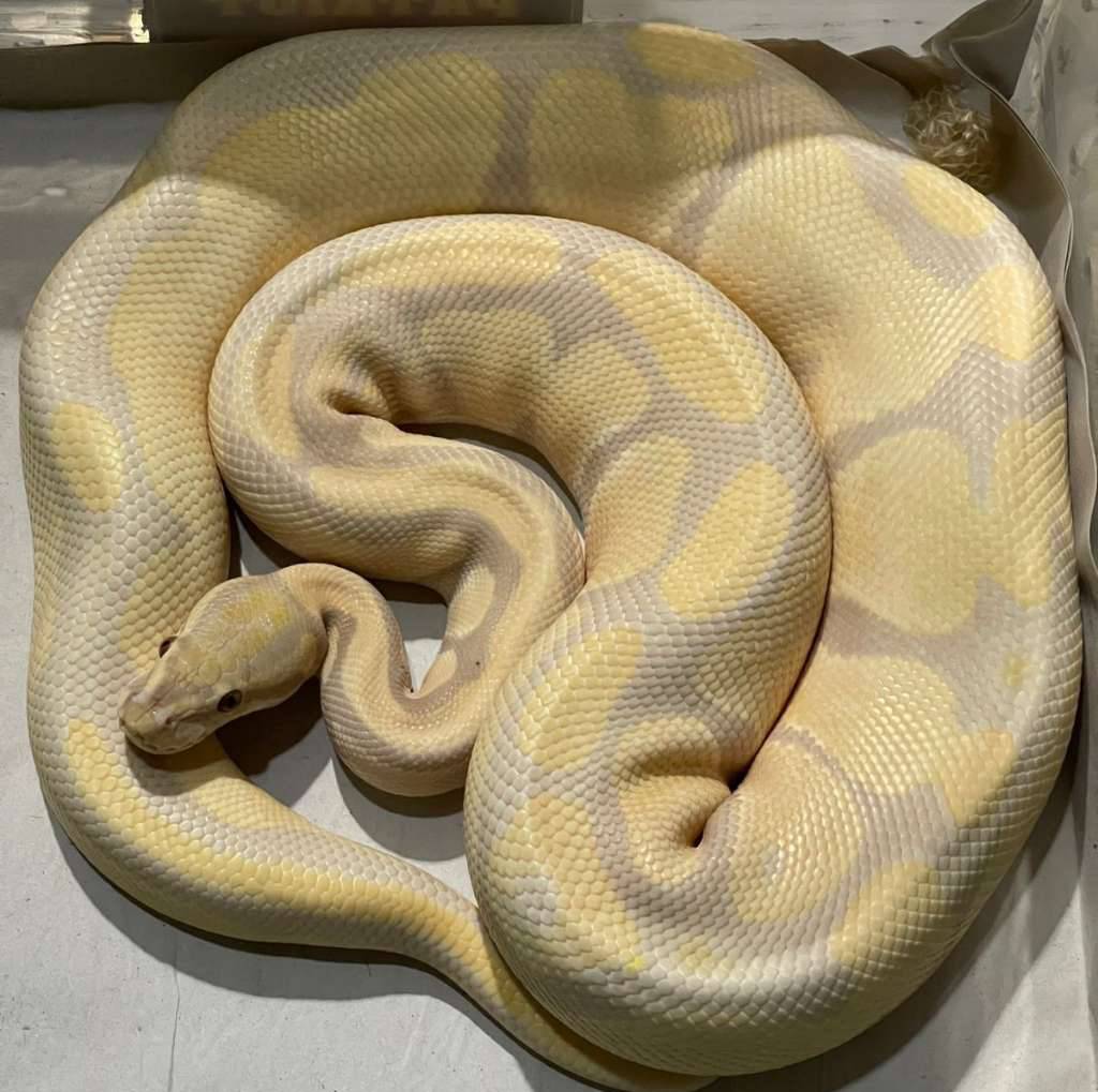 lavender-50-het-pied-adult-1FE8HBS72Z