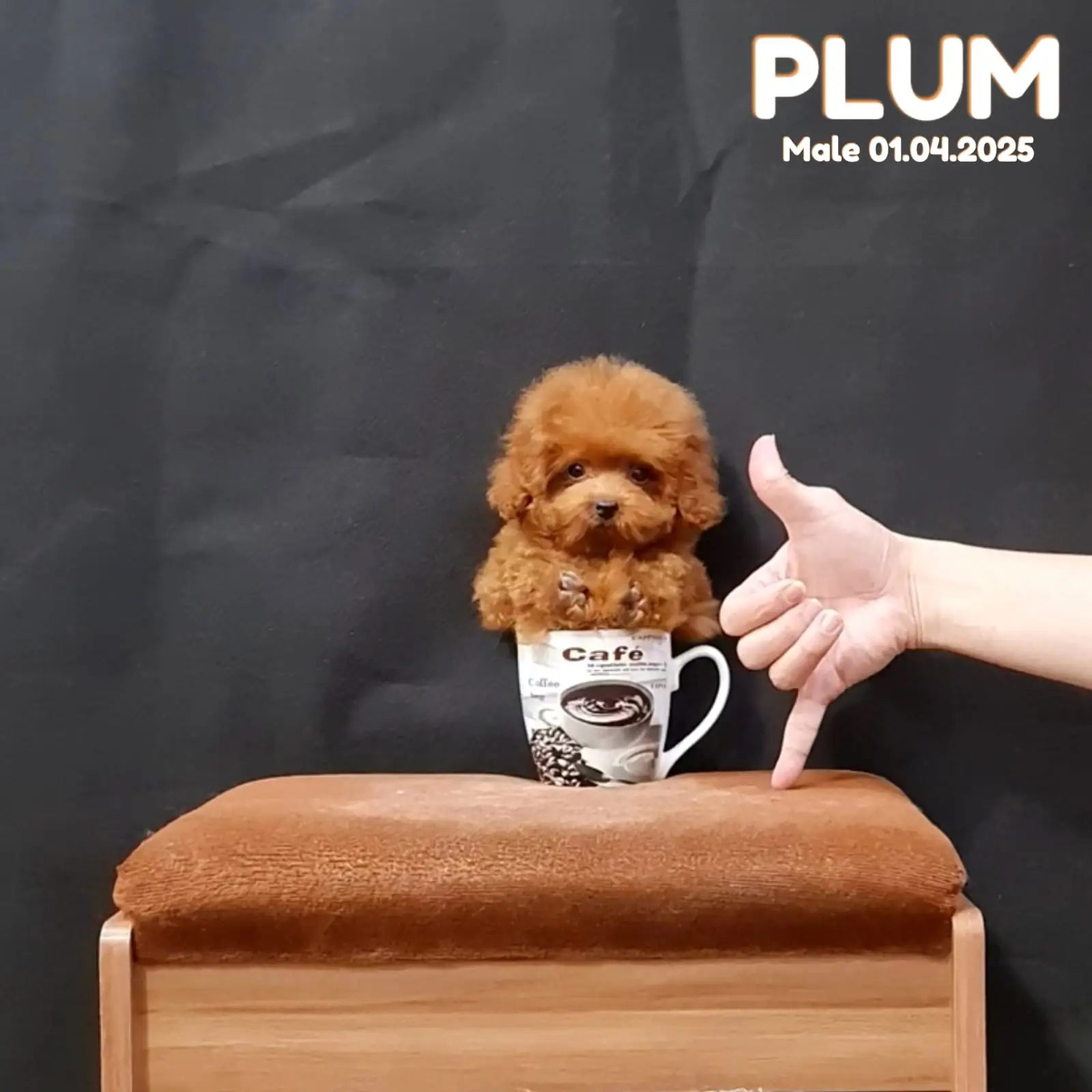 jual-red-poodle-UP5UUMJ1I1
