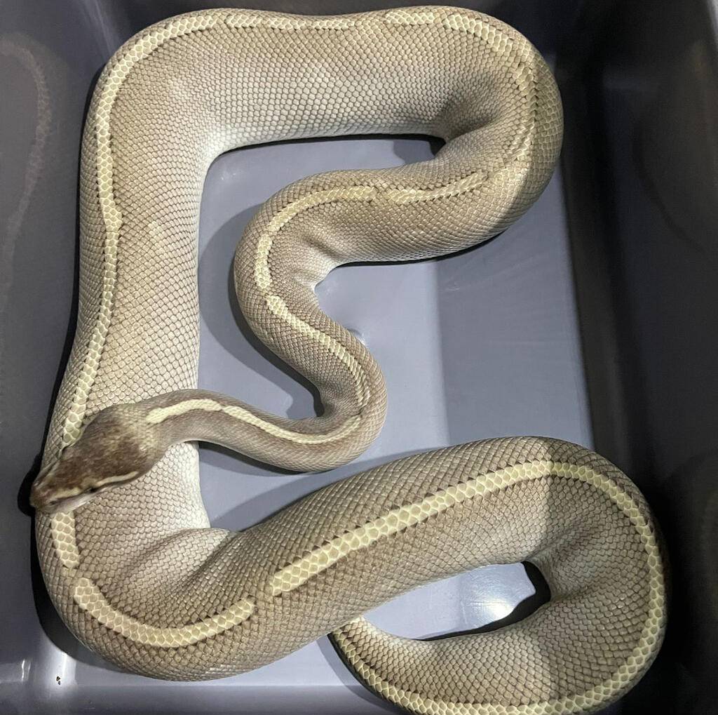 phantom-mojave-purple-passion-proven-breeder-EZCDYH6SCN