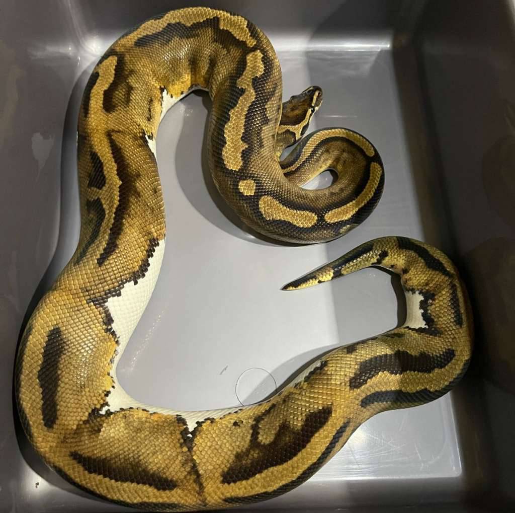 leopard-pied-het-albino-adult-ready-to-breed-FAU2LJGUBC