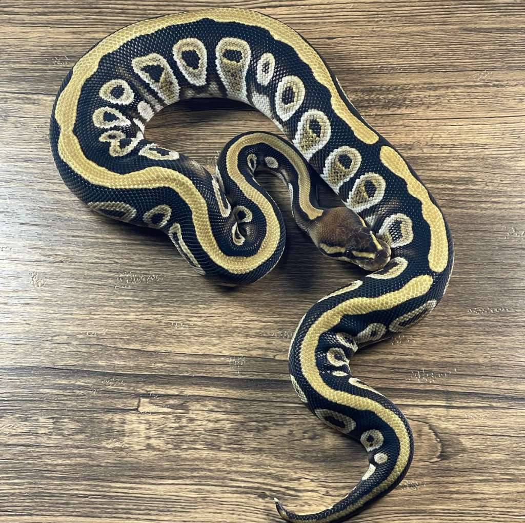 cypress-het-clown-7Y8LUDQXXM