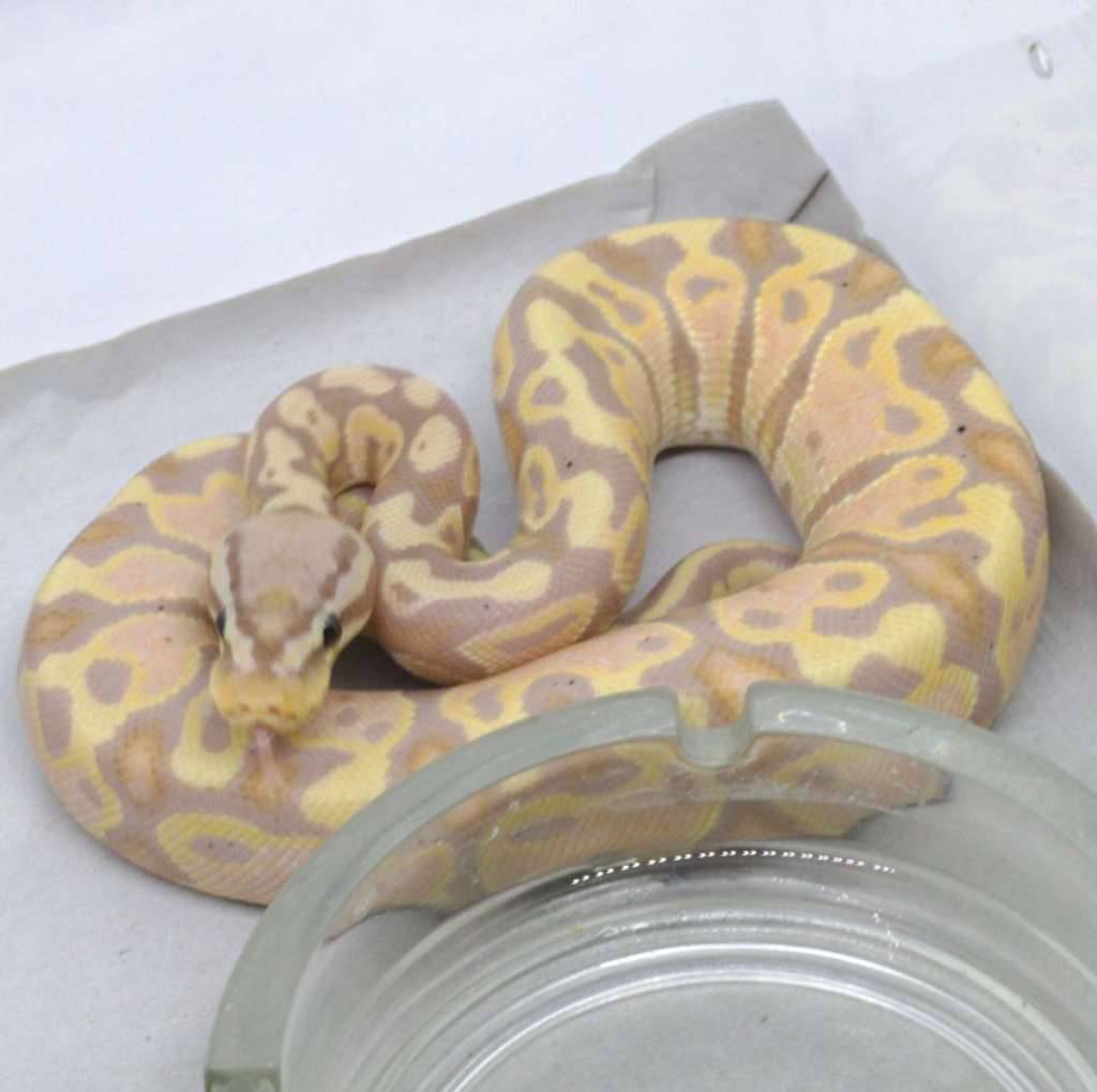 banana-pastel-het-clown-f-maker-ERQ4B1LY71