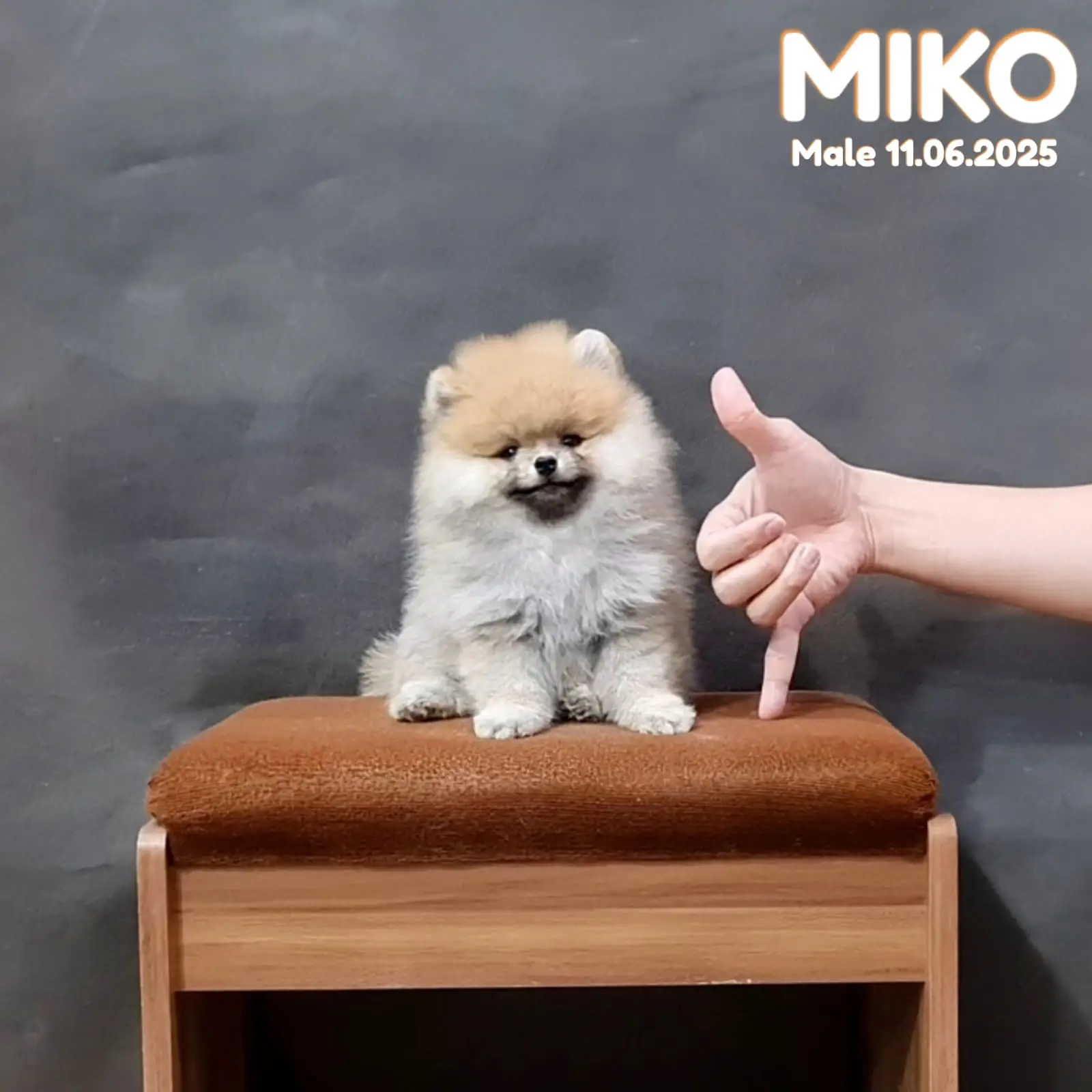 jual-mini-pom-4LXZA46F73