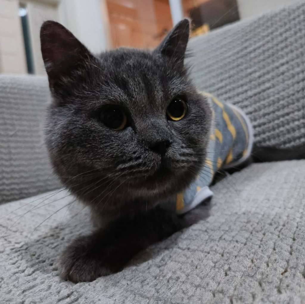 kucing-bsh-jantan-ZE6VSAQUH8