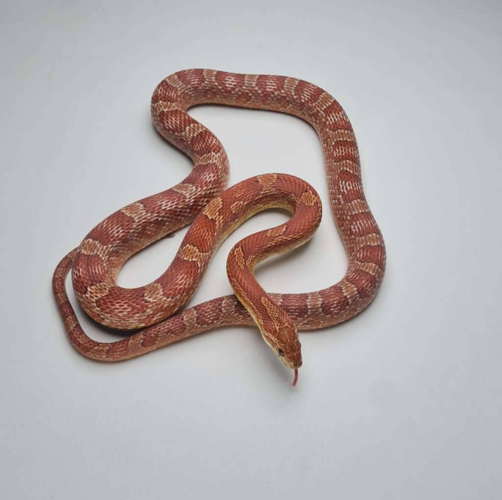 cronsnake-bloodred-2ZH4HF88GO